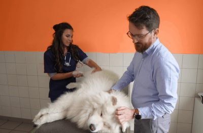 Consultation chien cédric vétérinaire